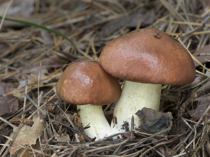 Suillus granulatus